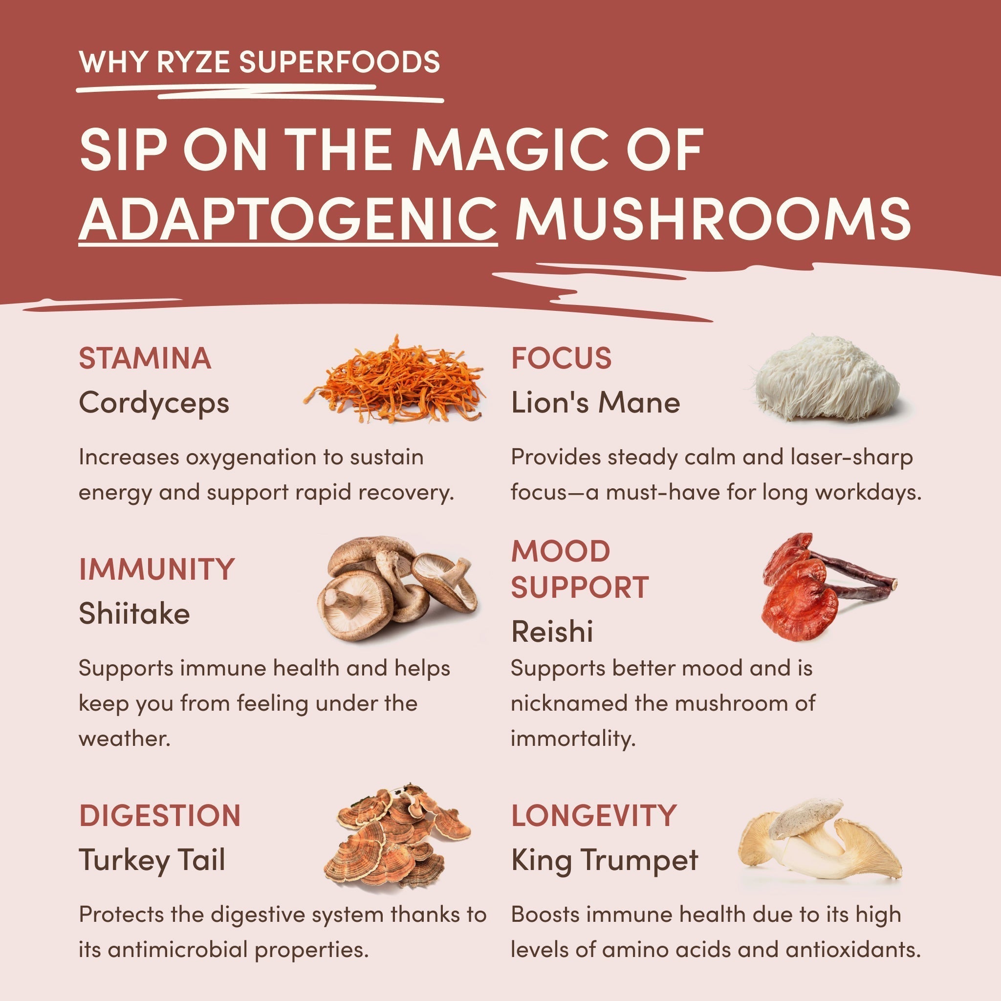 Mushroom Chicory (30 Servings) I4
